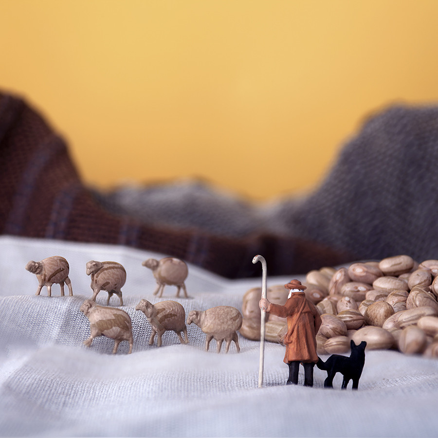 Sheep-Beans-Field