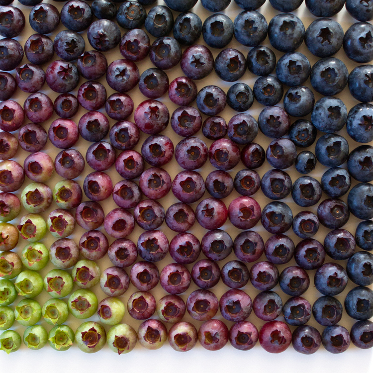 Blueberry+gradient+--+wrightkitchen.com