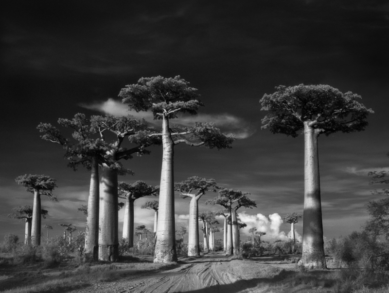 avenue-of-the-baobabs-beth-moon