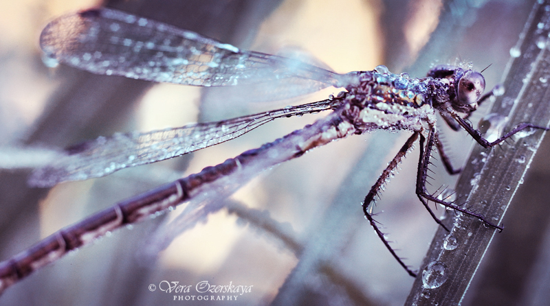 Zauberhafte Naturfotografien von Vera Ozerskaya_eine Libelle